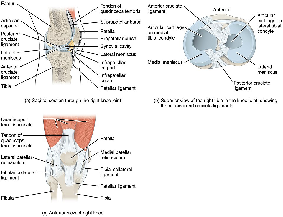 File:917 Knee Joint.jpg