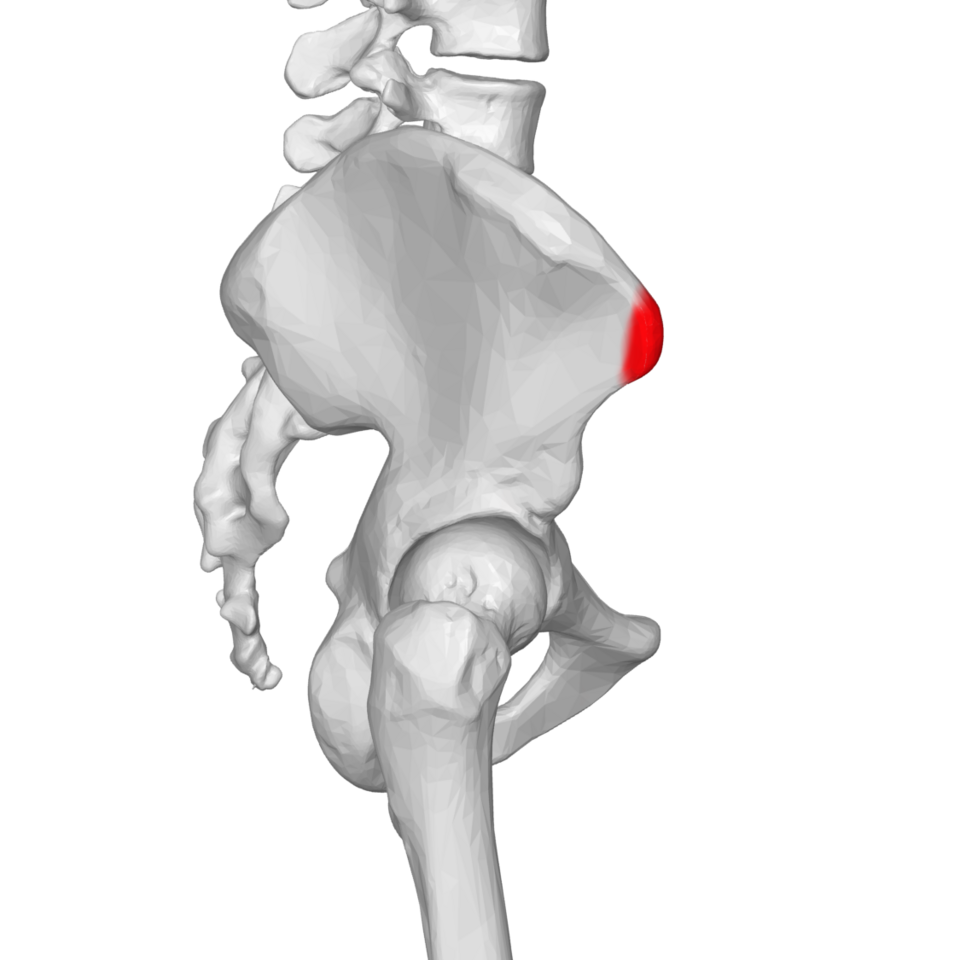 File:ASIS 03 lateral view.png