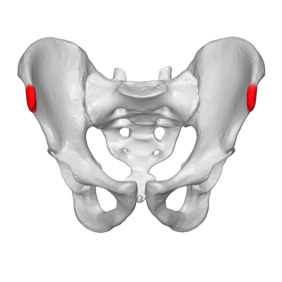 File:ASIS 04 anterior view.png