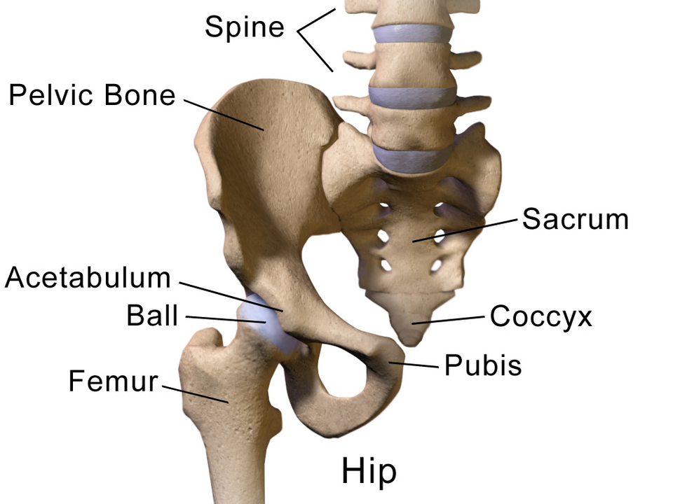 File:Blausen 0488 HipAnatomy.png