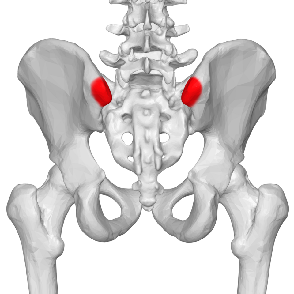 File:PSIS 03 posterior view.png