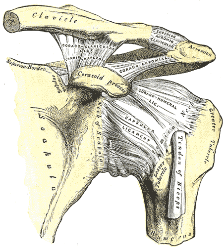 https://upload.wikimedia.org/wikipedia/commons/1/18/AC_Separation_XRAY_%28enhanced%29.png